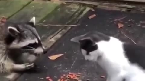 The attack of the hungry raccoon