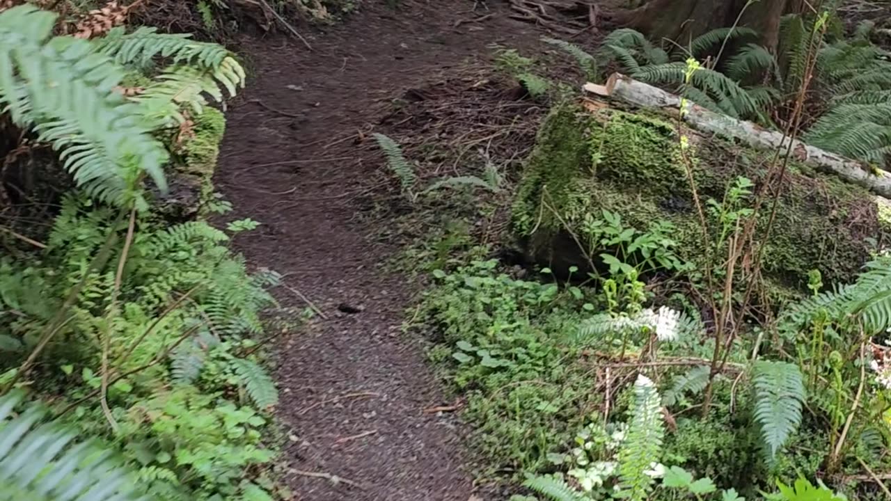 Lyre River Walk (early spring)