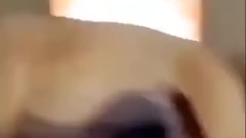 DOG A51