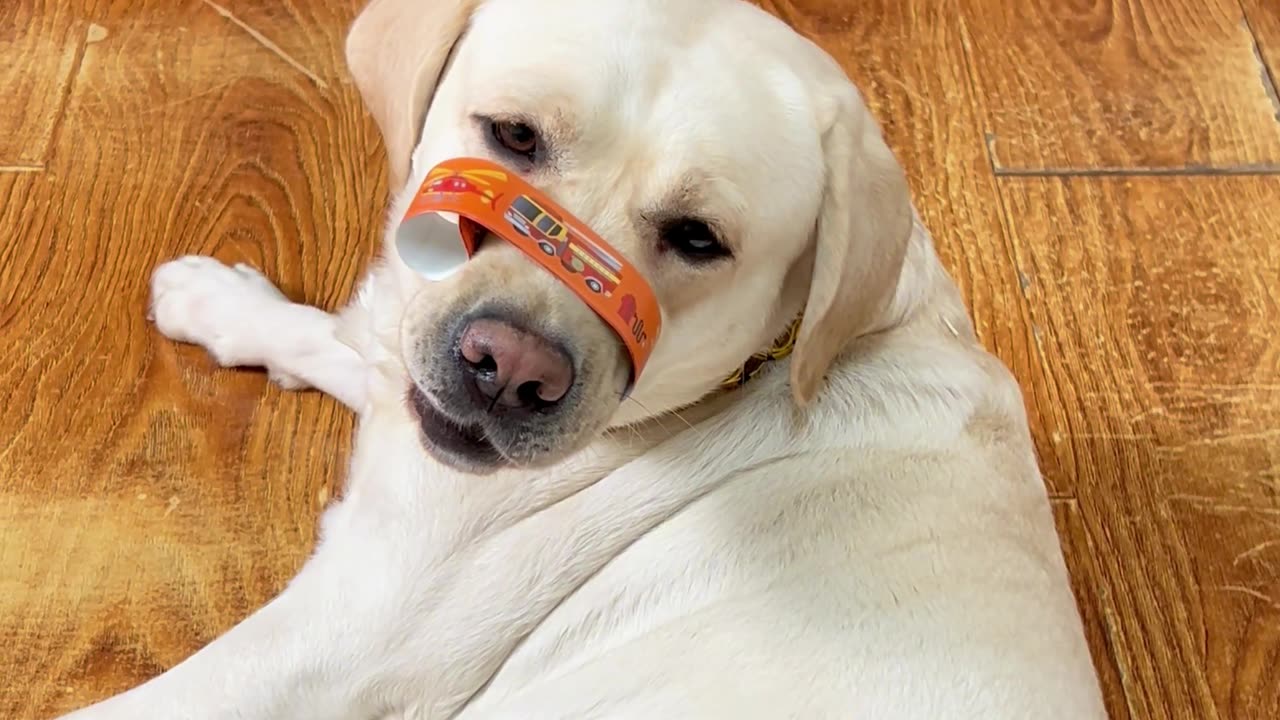 狗子：你这老登是真坏啊！Dog: You are so bad!