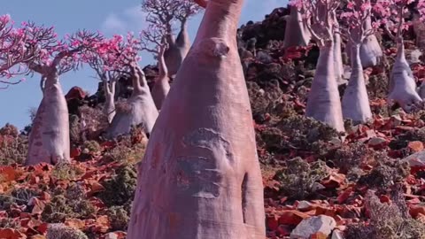 The most magical forest in Socotra: bottle trees in bloom.