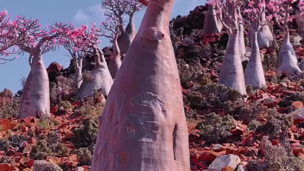 The most magical forest in Socotra: bottle trees in bloom.