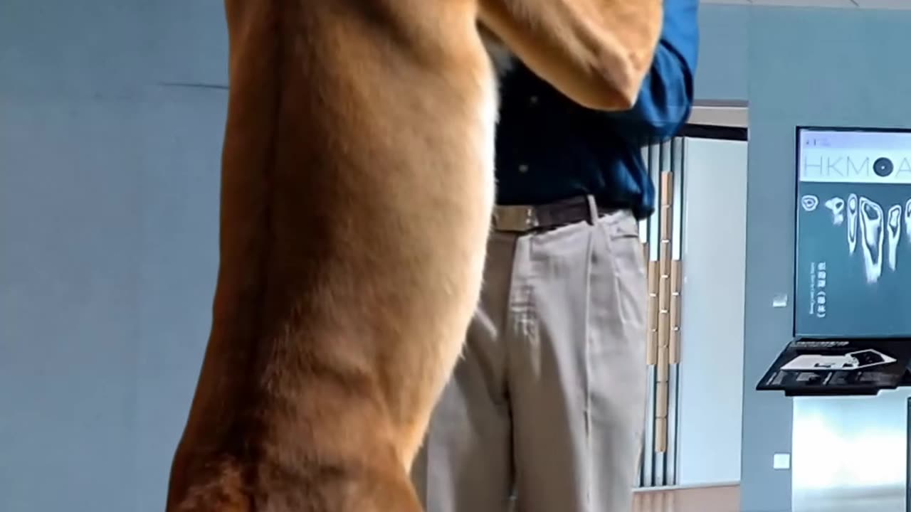 Fighting with Lion-AI video-3