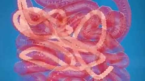 What Is A Tapeworm?