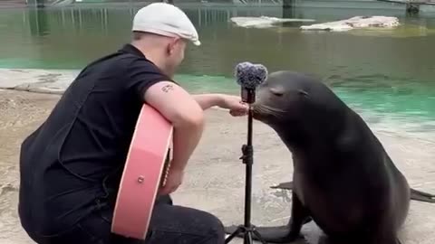 The reaction of this sea lion to music