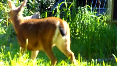 Out for a walk 5/11/25:
