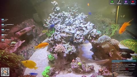 24/7 Real Live Reef Stream
