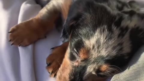 Sleeping dog funny video 😂😆#dog