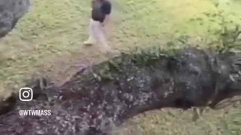 ICE agents chase workers up a tree in Massachusetts