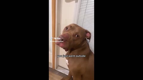 Funny animals - Funny cats @3