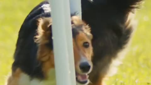 Dogs