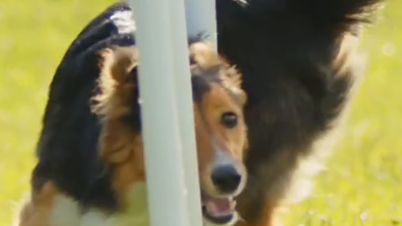 Dogs