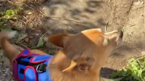 😂🦊 He's Giving It His All, But Howling Isn't His Thing! | FunFM