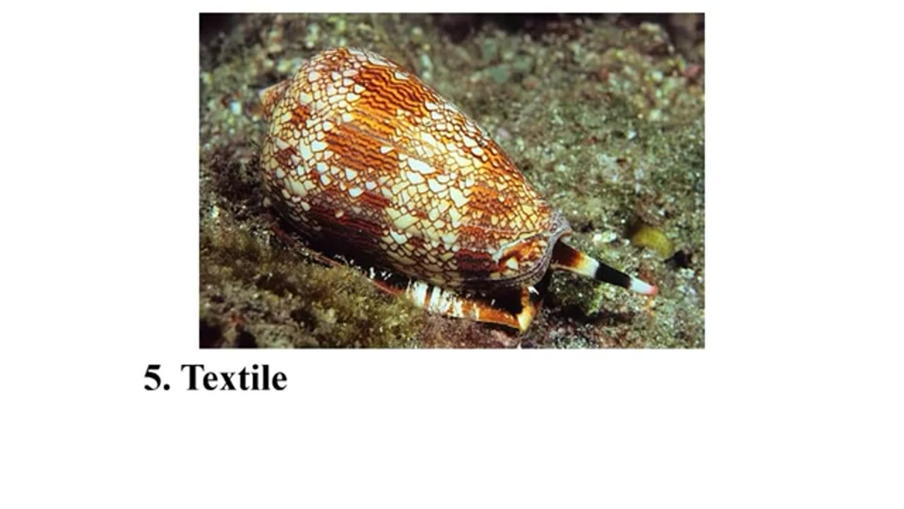 Top ten most dangerous creatures in Australia