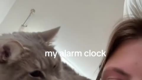 For the cat owners