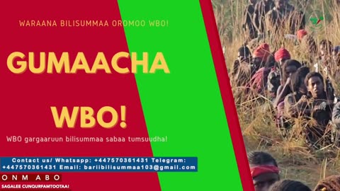 Gabaasa Gumaacha ONM-ABO Adoolessa 9-2025 itti dhiyaadhaa!