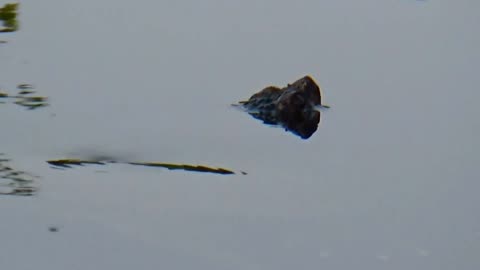 Snapping Turtle