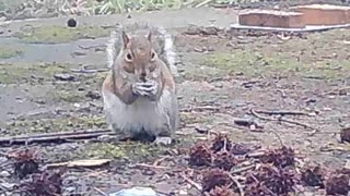 EA S171 - Motion Squirrel