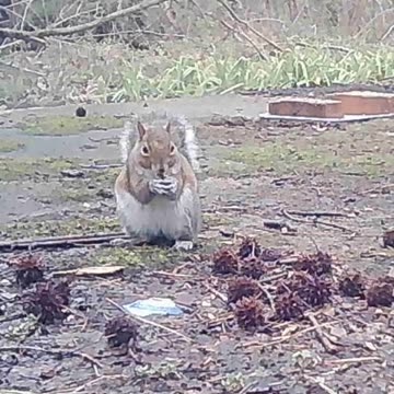 EA S171 - Motion Squirrel