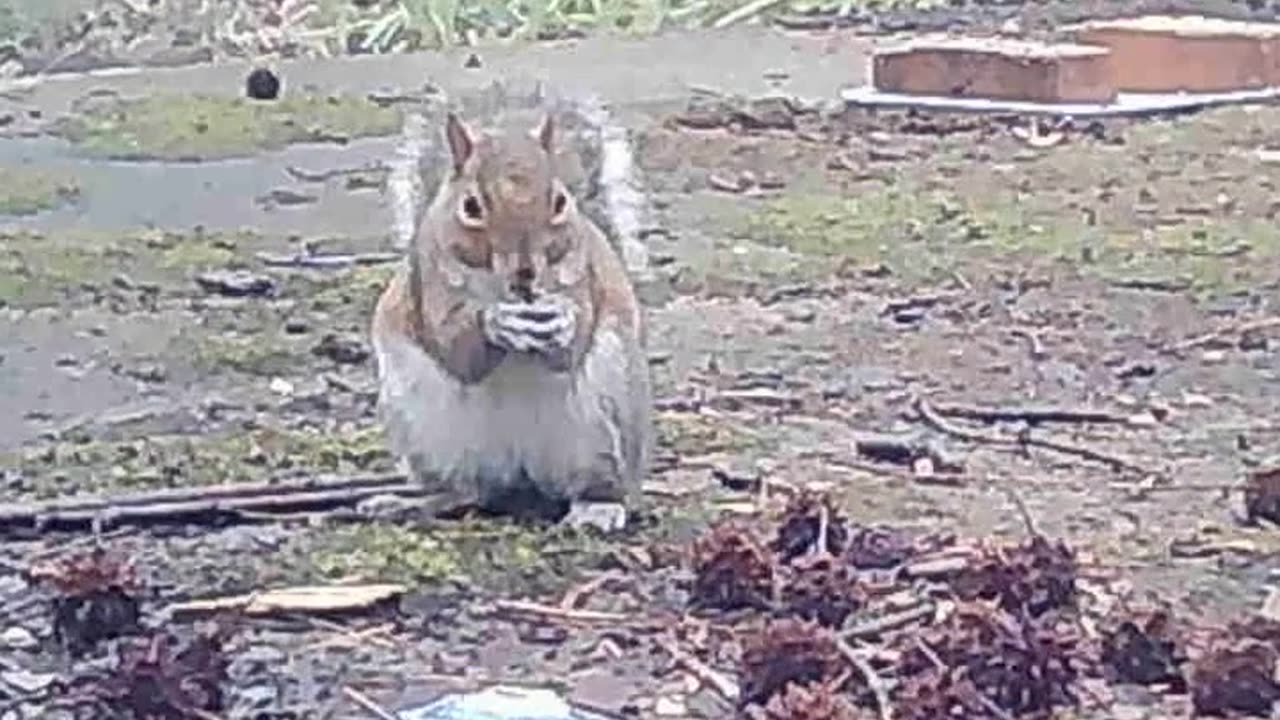 EA S171 - Motion Squirrel