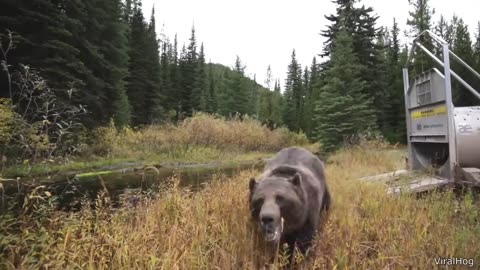 Craziest Animal Encounters of All Time