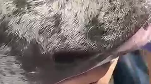 animals