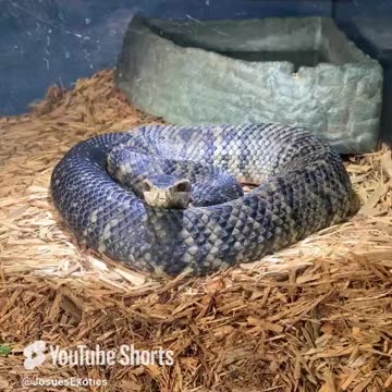 The Swamp Monster Water Moccasin #venomouscreatures