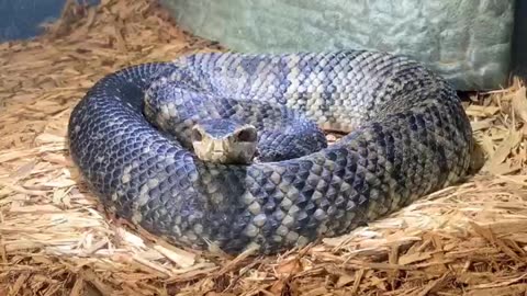 The Swamp Monster Water Moccasin #venomouscreatures
