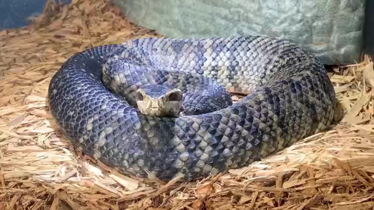 The Swamp Monster Water Moccasin #venomouscreatures