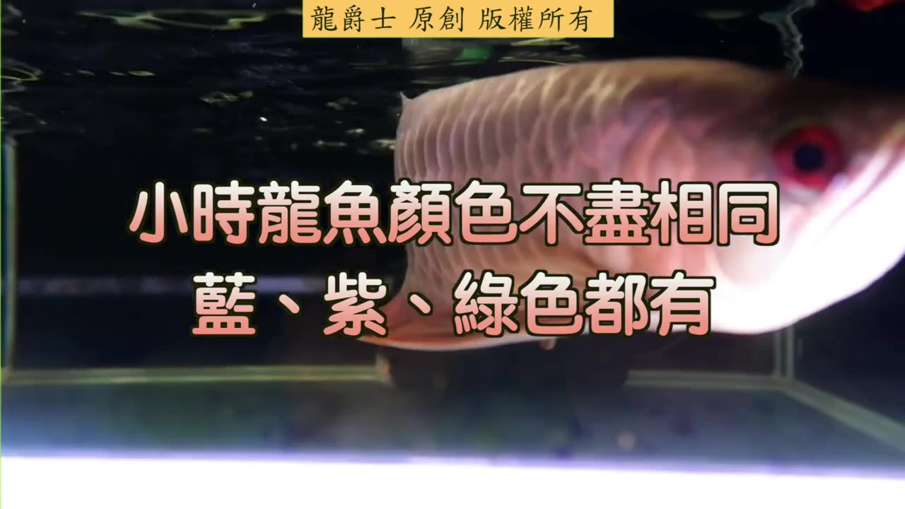 【龍爵士】千問千答 Q171-1三尺缸養金龍會太小嗎_ Q171-2極上藍底屬於金龍嗎 會帶著金屬藍光澤嗎