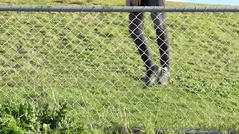 How Animals Get Over a Fence (With Emojis) 😂