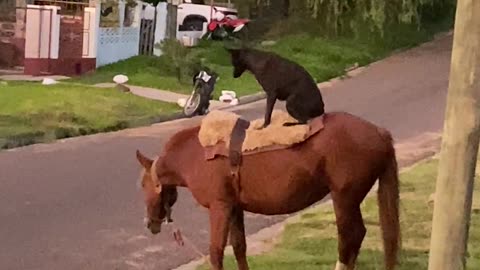 Black Dog Sits On Grazing Mare