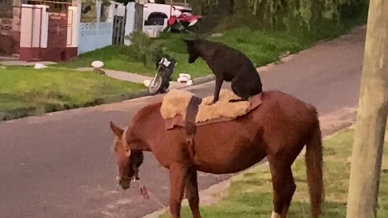Black Dog Sits On Grazing Mare