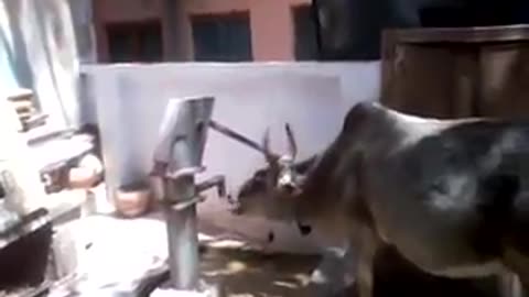 Intelligent cow