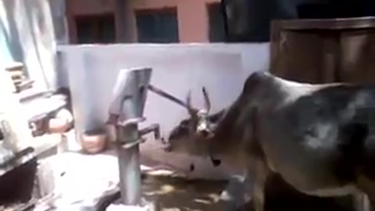 Intelligent cow