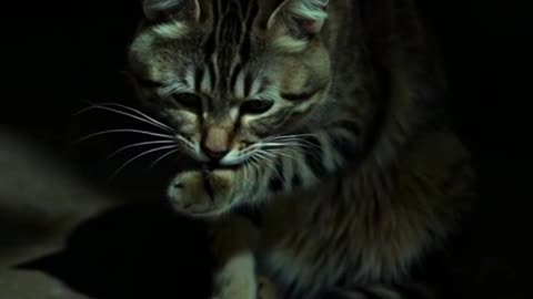 Cat moments