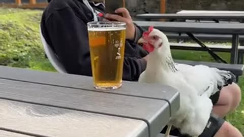 Chicken and beer