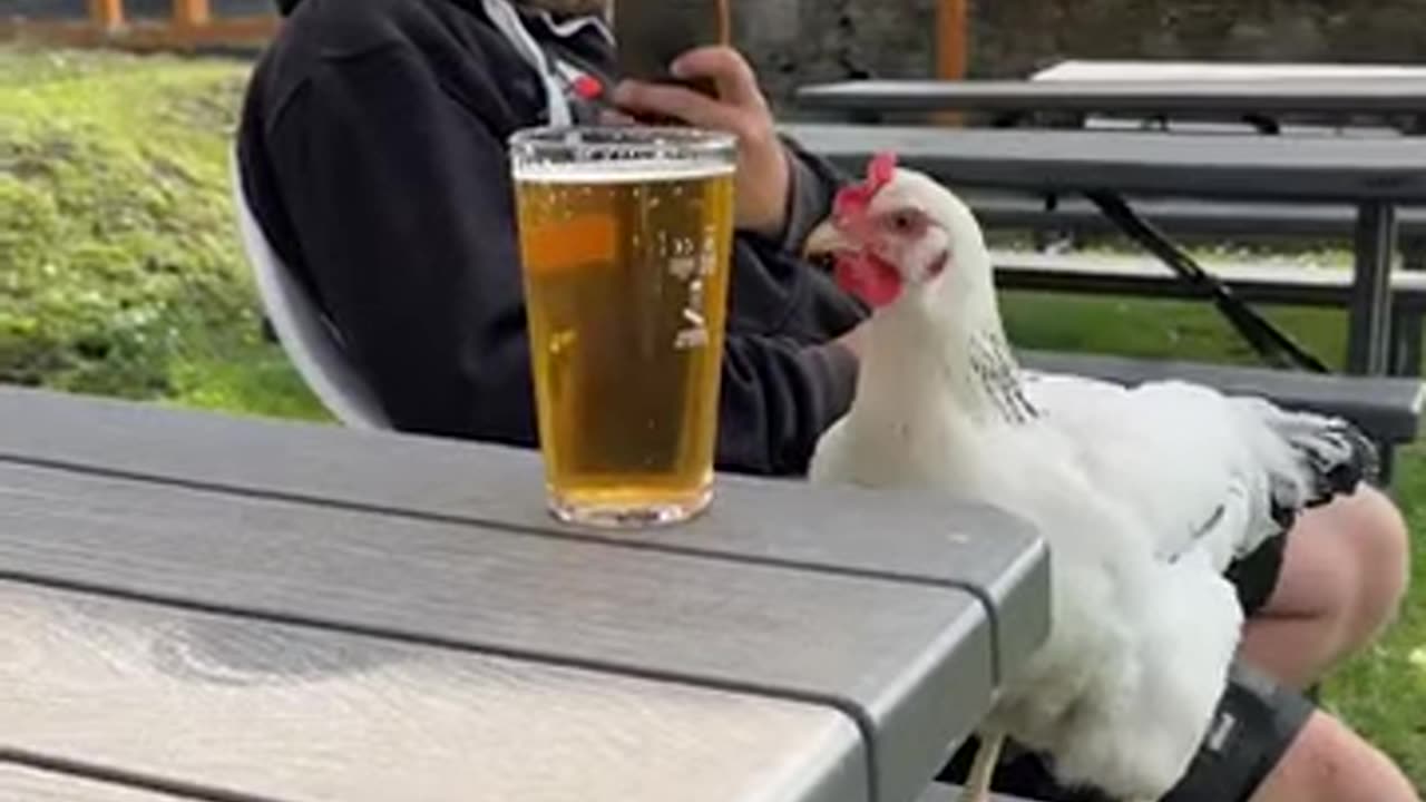 Chicken and beer