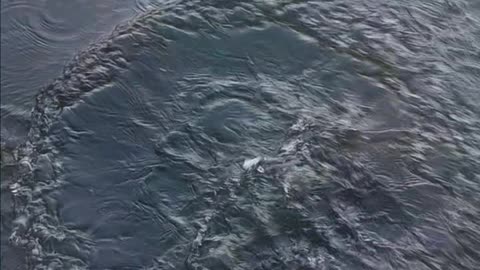 Bullhead catfish