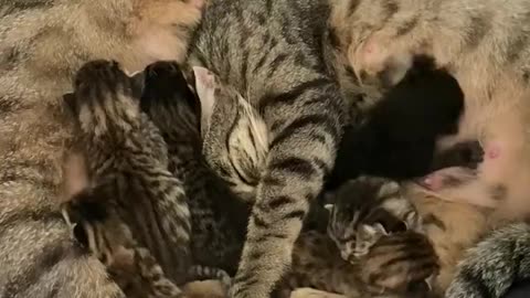 Mum and kittens