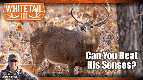 How to Outsmart Whitetail Deer