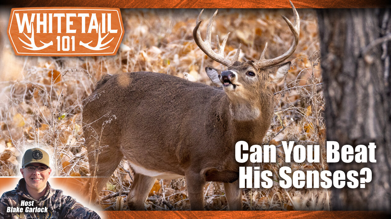 How to Outsmart Whitetail Deer