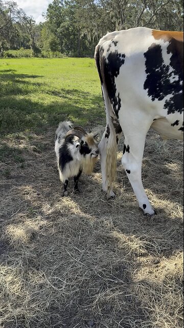 Goat gives parenting class