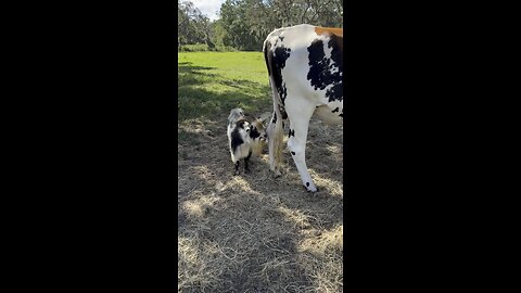 Goat gives parenting class