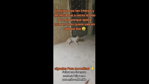 La Pisé Por Accidente / I Stepped On Her By Accident
