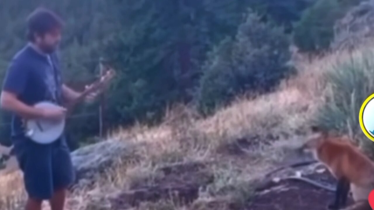 Man Serenades Wild Fox with Banjo… You Won’t Believe Its Reaction!