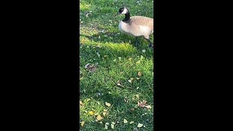 Canada Goose 🪿 #canadagoose #goose #subscribe #shorts #viral #trending