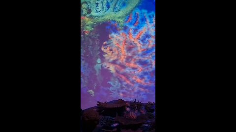 karva from dhurender # Beauty of the world 💞