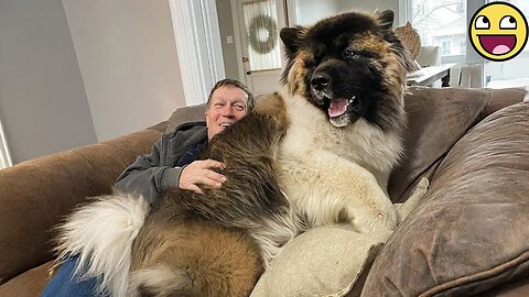 🐶100 Pound Dog Still Thinks He's a Baby!💞 Funny Dog Videos 2025❤️