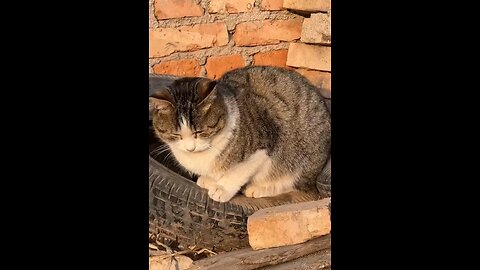 Do you like cat ? #cat #rumble